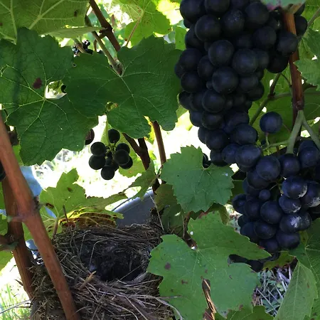 Mondeuse - Maison Viticole * Boyeux-Saint-Jerome